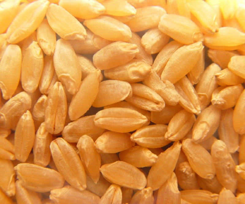ÇEŞİT 1252 (Makarnalık Buğday)